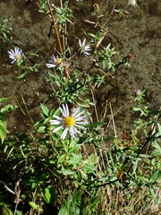 Symphyotrichum chilense