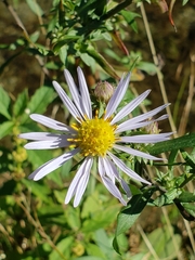 Symphyotrichum chilense
