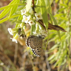Pseudophilotes panoptes