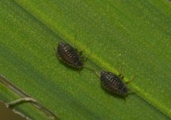 Insecta