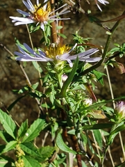 Symphyotrichum chilense