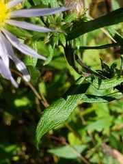 Symphyotrichum chilense