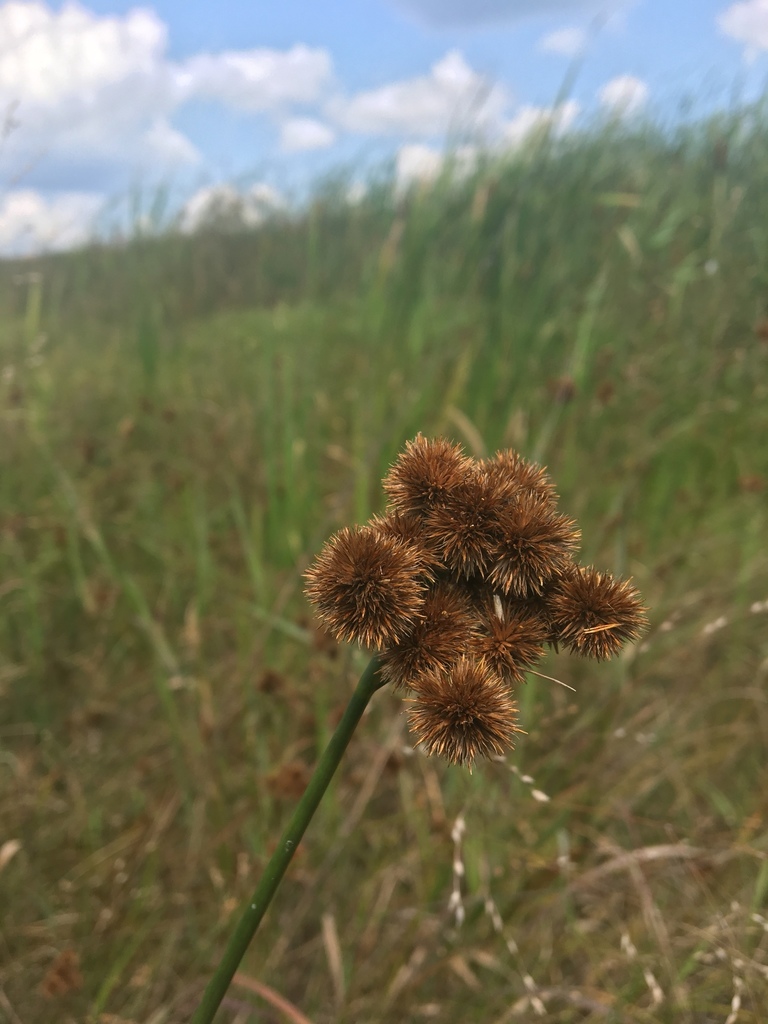 Torrey's Rush (Plants Of Lathrop State Park) · INaturalist