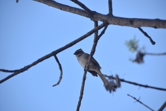 Zonotrichia capensis