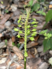 Malaxis unifolia