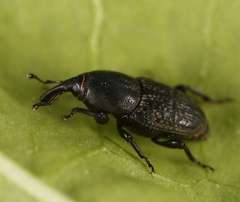 Sphenophorus cicatristriatus