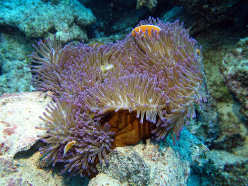 Magnificent Sea Anemone, photo 7 of 10