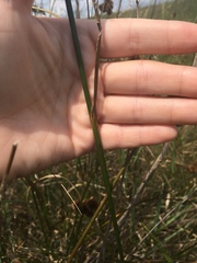 Juncus torreyi