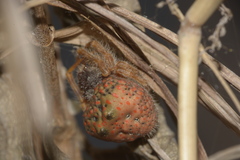 Mastophora carpogaster