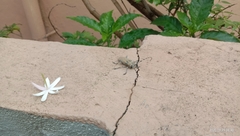 Celosterna scabrator