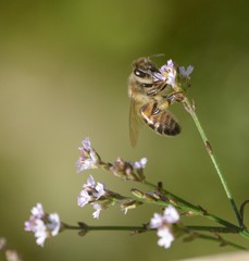Apis mellifera