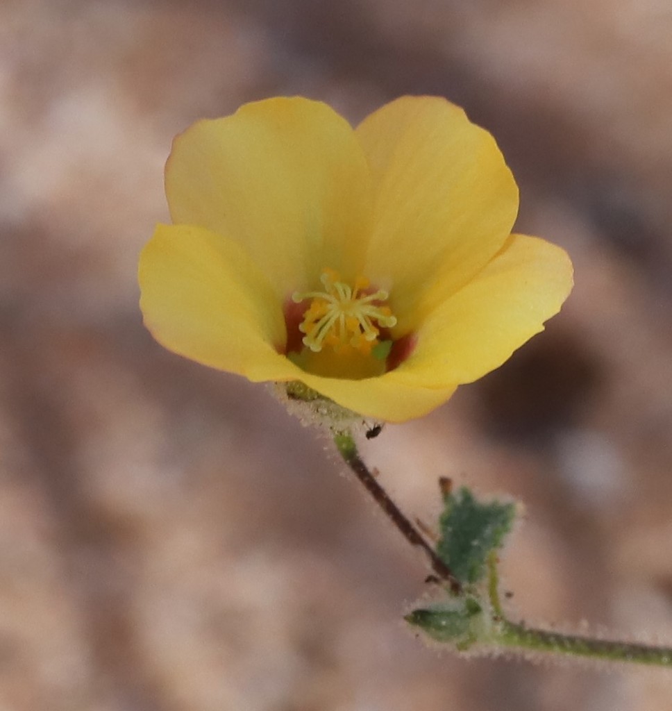 Abutilon lepidum