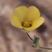 Abutilon lepidum - Photo (c) overlander (Gerald Krygsman), some rights reserved (CC BY-NC), uploaded by overlander (Gerald Krygsman)