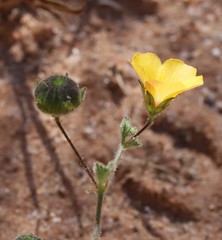 Abutilon lepidum