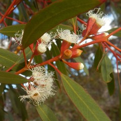 Eucalyptus calycogona