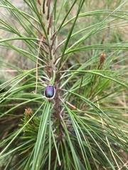 Asphaera albomarginata