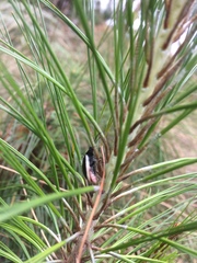 Asphaera albomarginata