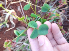 Oxalis cordata