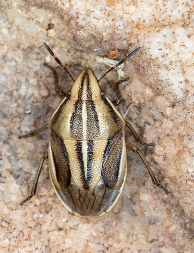 Aelia americana Dallas, 1851
