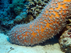 Actinopyga flammea