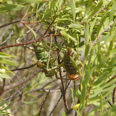 Parasteropleurus perezii