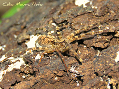 Acanthoctenus