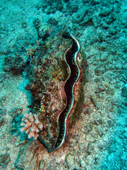 Tridacna derasa