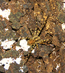 Acanthoctenus