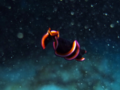 Pseudobiceros gloriosus