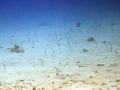Heteroconger hassi