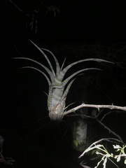 Tillandsia flexuosa