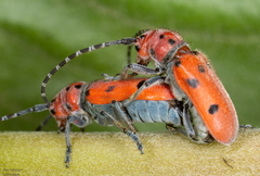 Tetraopes annulatus