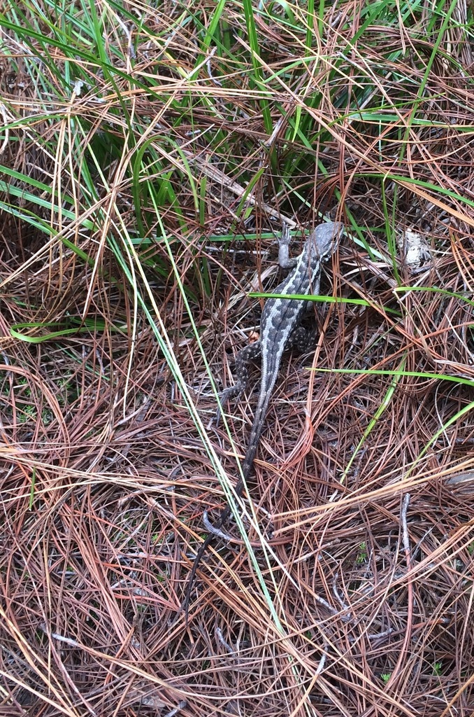 Girard's Whorltail Iguana