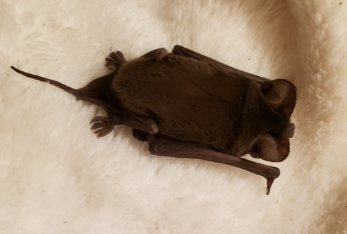 Mexican Free-tailed Bat photographed in Illinois