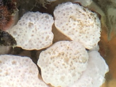 Holozoidae
