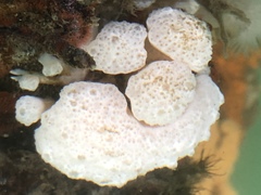 Holozoidae
