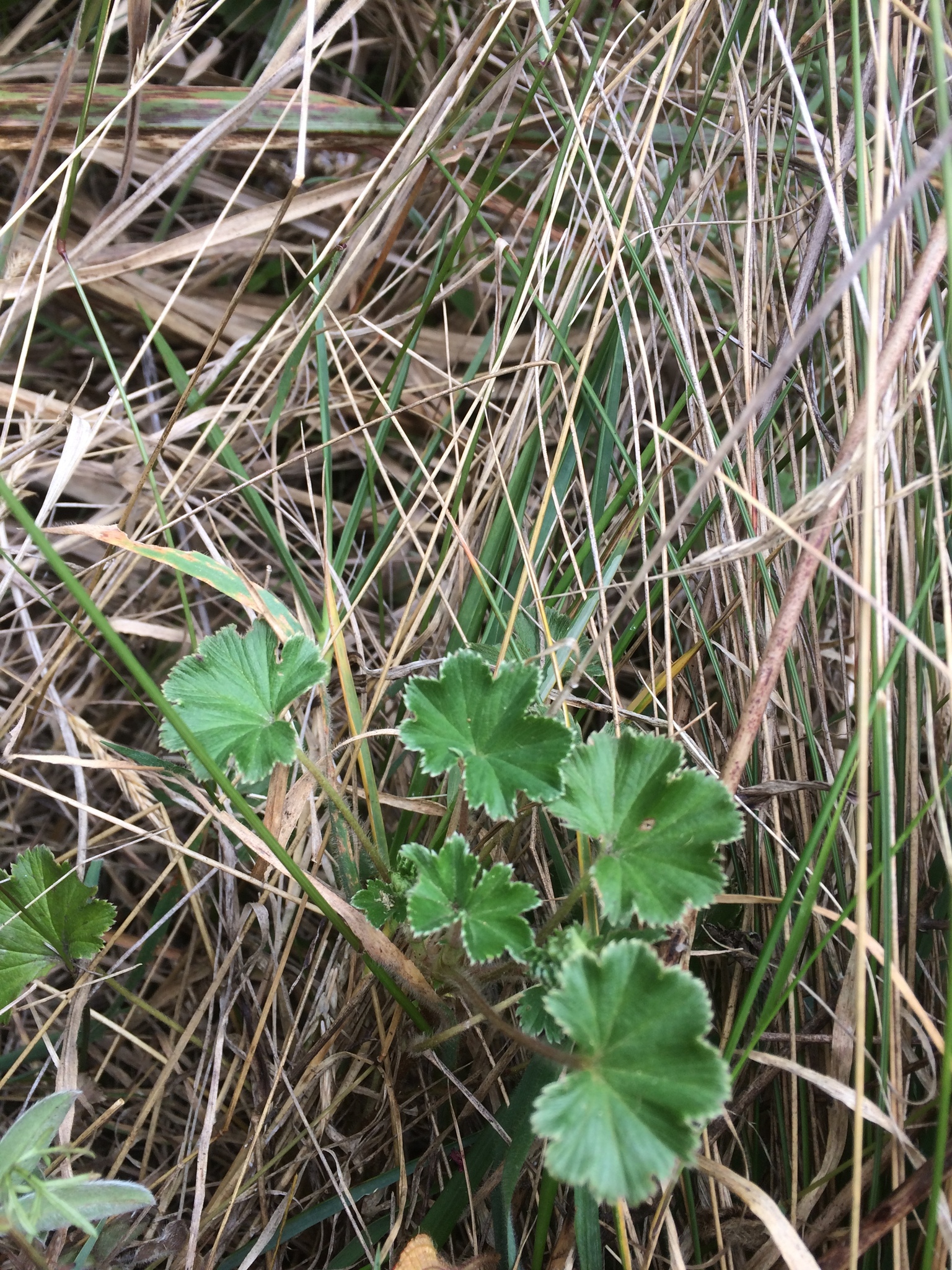 Alchemilla image