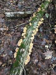 Cerrena zonata