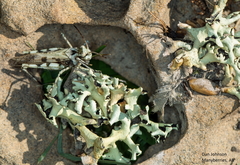 Xanthoparmelia chlorochroa