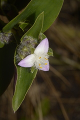 Austrotradescantia