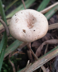 Pseudoomphalina compressipes