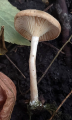 Pseudoomphalina compressipes