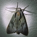 Southern Pine Hawkmoth - Photo (c) Susanne Vogel, some rights reserved (CC BY-NC), uploaded by Susanne Vogel