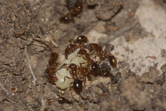 Myrmicinae