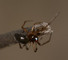Linyphiidae