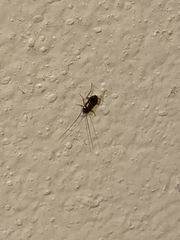 Blattodea