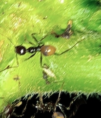 Pheidole xanthogaster