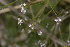 Verbena montevidensis
