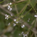 Verbena montevidensis - Photo (c) astridnautas, osa oikeuksista pidätetään (CC BY-NC), uploaded by astridnautas