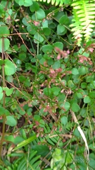 Haloragis micrantha